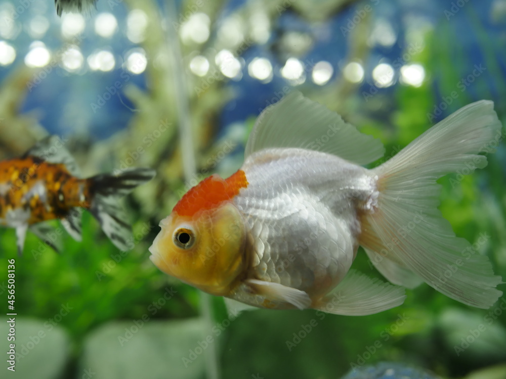 The swimming goldfish looks very beautiful accompanied by several types of fish which are also beautiful in very clear water