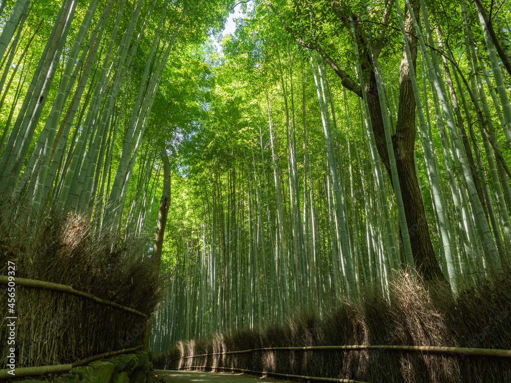 Fototapeta premium 京都の竹林