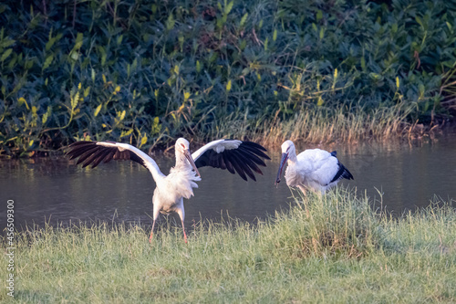 Oriental Stork seeking for food in wetland photo