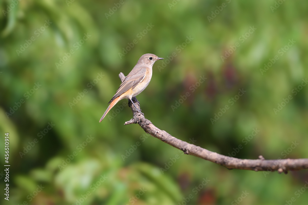 The common redstart female (Phoenicurus phoenicurus) portrait. The bird is shot on a branch against a blurred background. Close-up photo for identification The common redstart female (Phoenicurus phoenicurus) portrait. The bird is shot on a branch against a blurred background. Close-up photo for identification