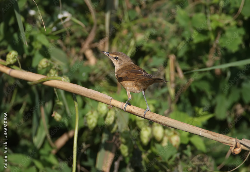 Various great reed warbler (Acrocephalus arundinaceus) in winter plumage photographed very close-up on reed branches and ground Various great reed warbler (Acrocephalus arundinaceus) in winter plumage photographed very close-up on reed branches and ground