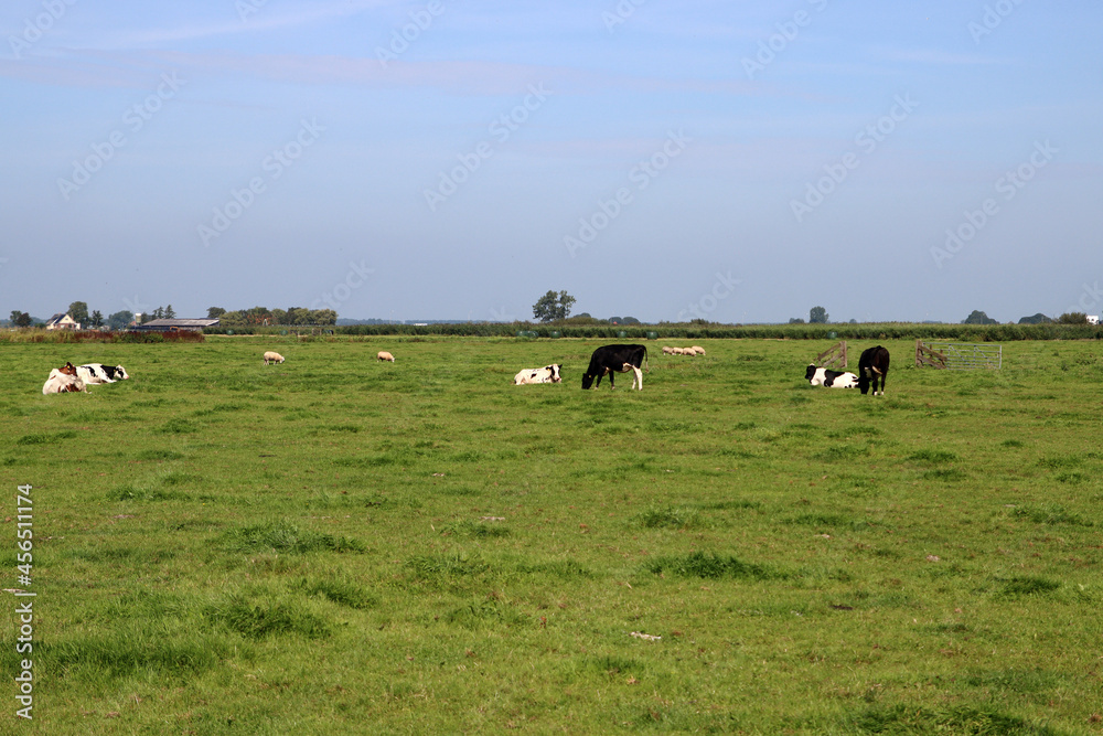 Green grass field, blue sky. Countryside summer landscape. Dutch countryside view. Green grass field, blue sky. Countryside summer landscape. Dutch countryside view.
