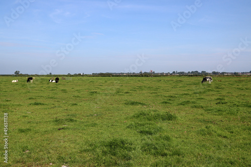 Green grass field, blue sky. Countryside summer landscape. Dutch countryside view. 