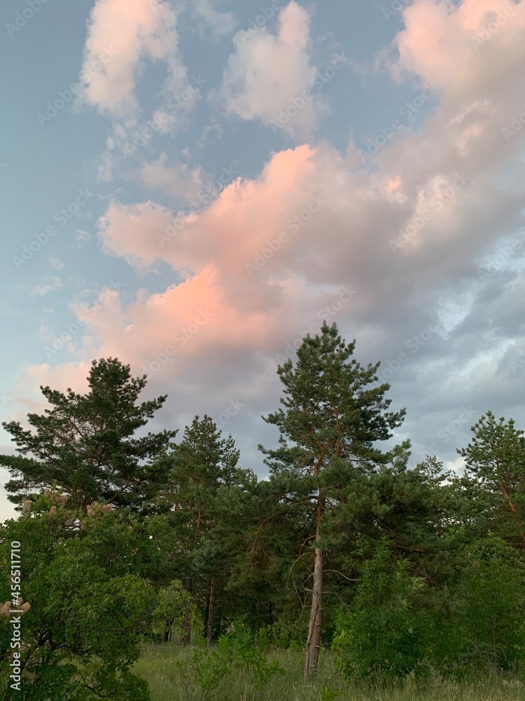 Obraz premium trees and sky