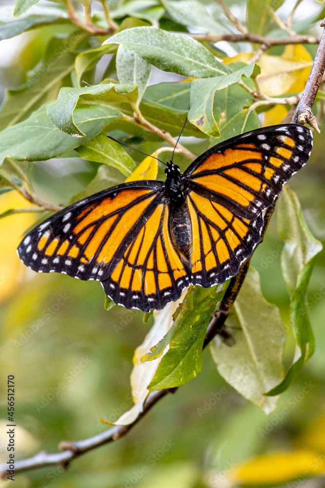 Fototapeta premium Beautiful Monarch