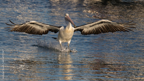 Pelican landing in water feet first with splash in gorgeous light and wonderful feather detail