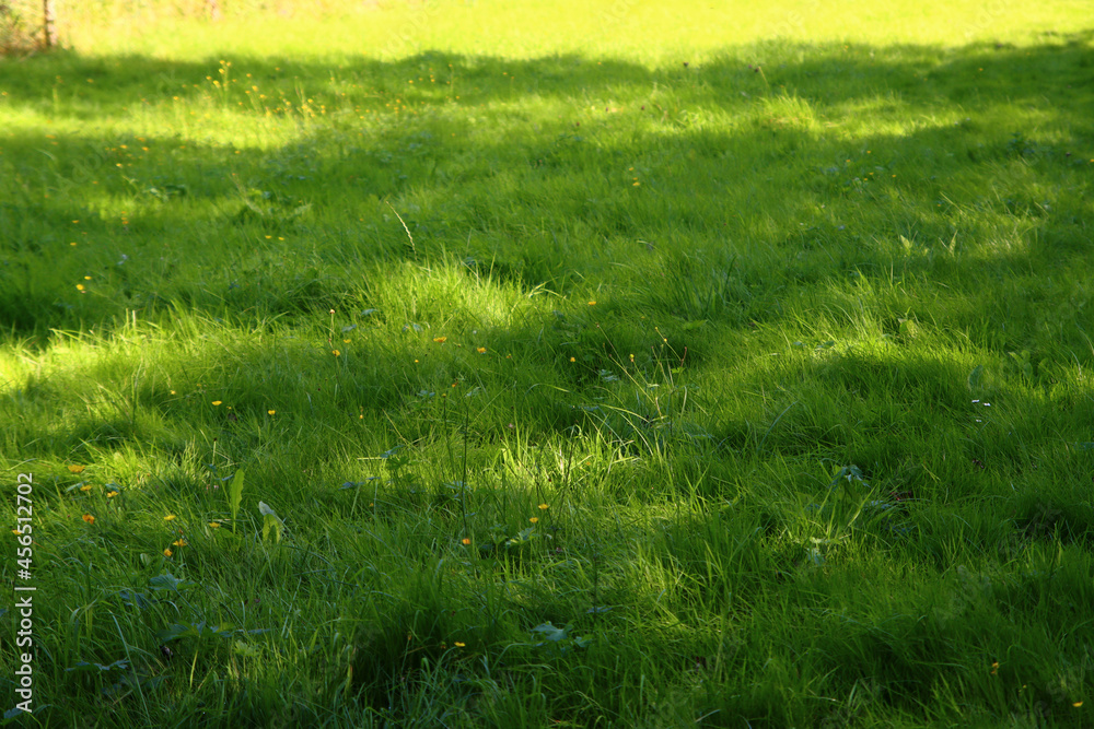 Fototapeta premium Green grass field. Juicy grass close up photo. Green abstract background with copy space. 