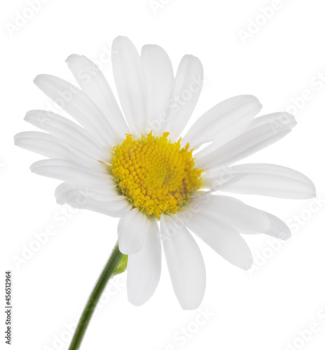 pure white fine chamomile isolated bloom