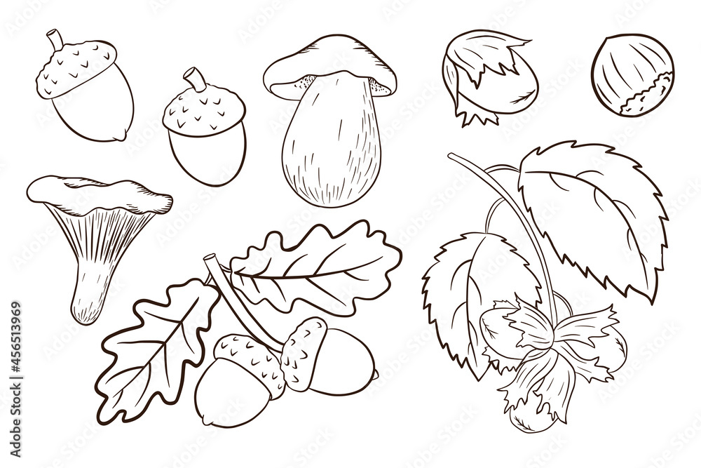 Hand Drawn Harvest Elements Set. Oak leaves, acorns, hazelnut, mushrooms. Forest decorative collection for print, sticker, invitation and greeting cards design and decoration. Premium Vector