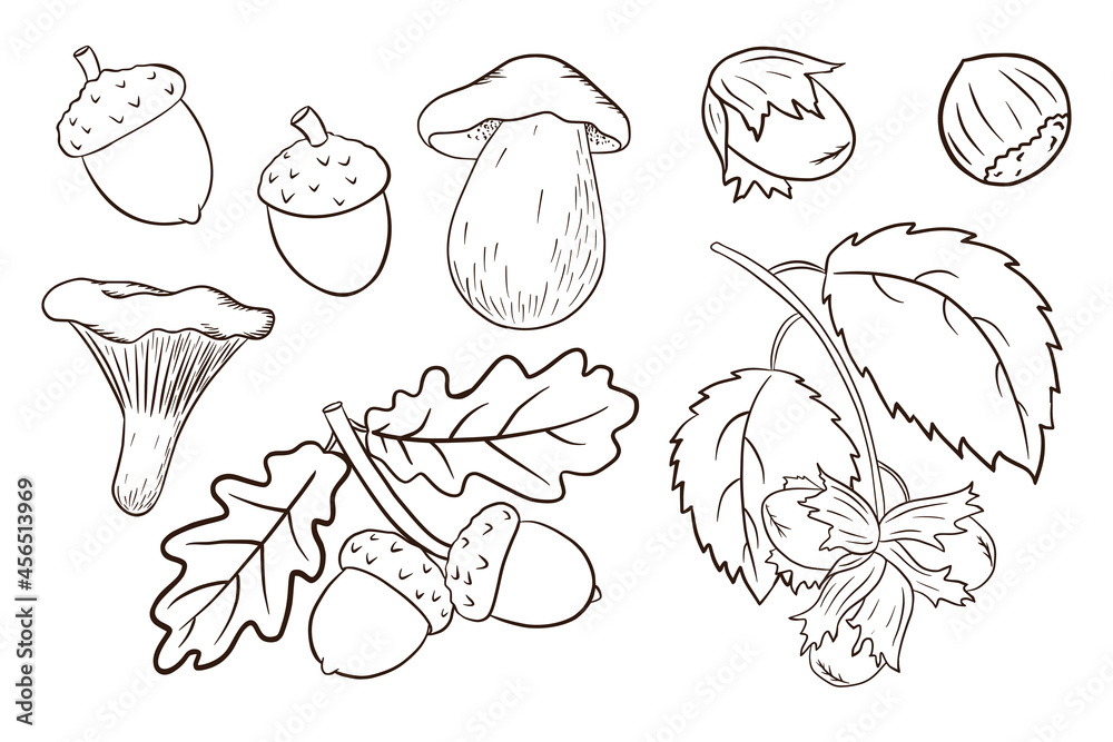 Hand Drawn Harvest Elements Set. Oak leaves, acorns, hazelnut, mushrooms. Forest decorative collection for print, sticker, invitation and greeting cards design and decoration. Premium Vector Hand Drawn Harvest Elements Set. Oak leaves, acorns, hazelnut, mushrooms. Forest decorative collection for print, sticker, invitation and greeting cards design and decoration. Premium Vector