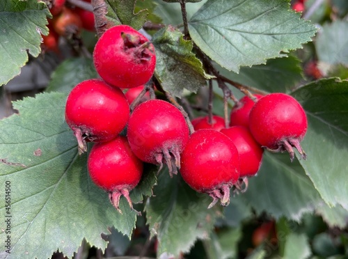 red berries of hawthorn