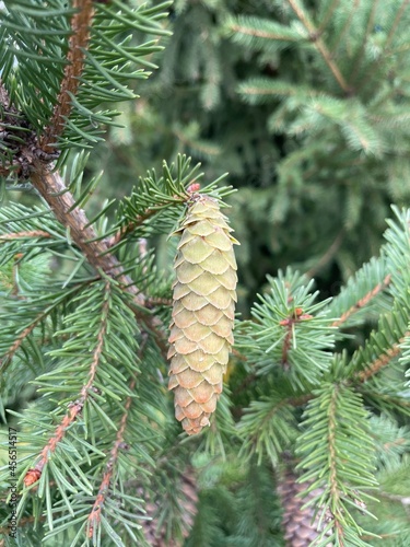 cone on the fir tree branch