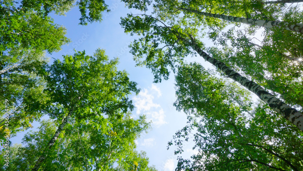 Fototapeta premium park green forest in summer high tree trunks birch pine against the blue sky