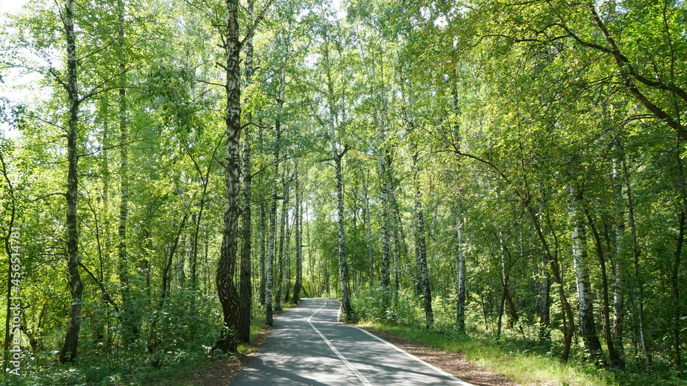 Fototapeta premium park green forest path forest in summer high tree trunks birch pine