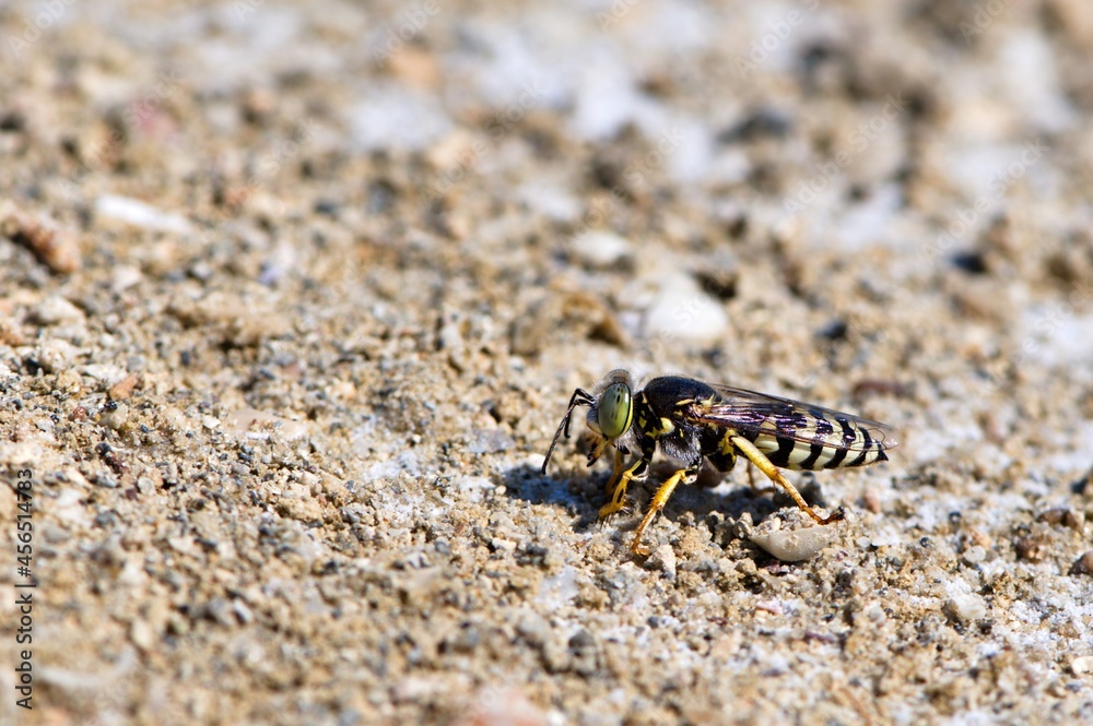 Samica wardzanki żądlicy (Bembix rostrata) Samica wardzanki żądlicy (Bembix rostrata)