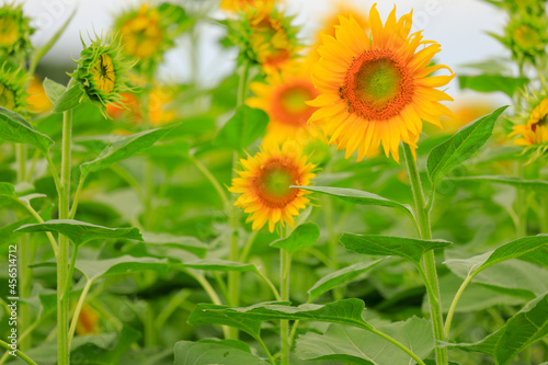 field of sunflowers