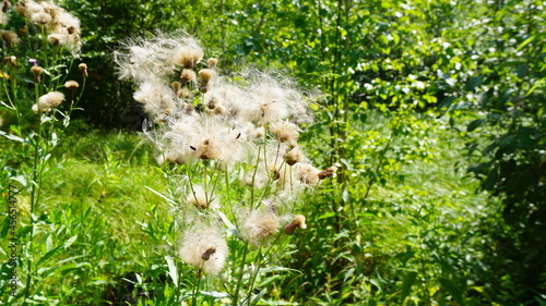 Bodyak bristly Fluffy herbaceous plant summer Field Park meadow photo