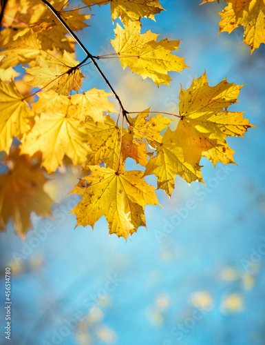 Autumn yellow maple leaves on a blurred forest background, very shallow focus. Colorful foliage in the autumn park. Excellent background on the theme of autumn. Panoramic view.