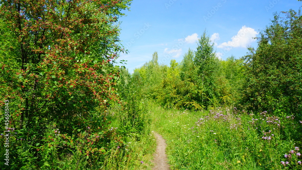 park green forest in the summer of trees birch pine path