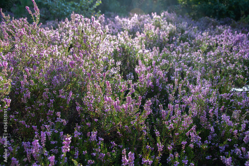 Obraz premium Blooming heather in the morning sun