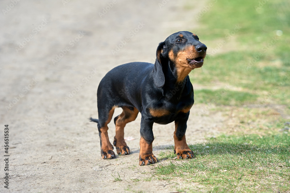 The dachshund dog is standing on a dirt road