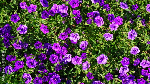 kalibrahoa purple beautiful flowers flowerbed plant summer is sunny