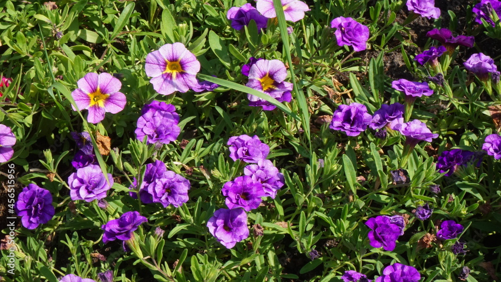 Obraz premium beautiful flowers flowerbed plant summer is sunny