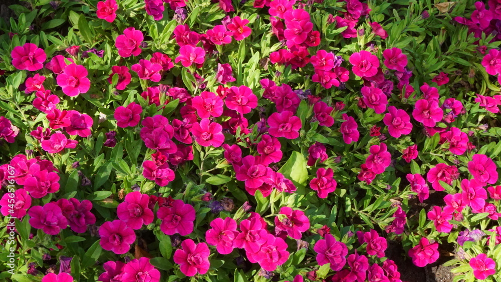 beautiful flowers flowerbed plant summer is sunny