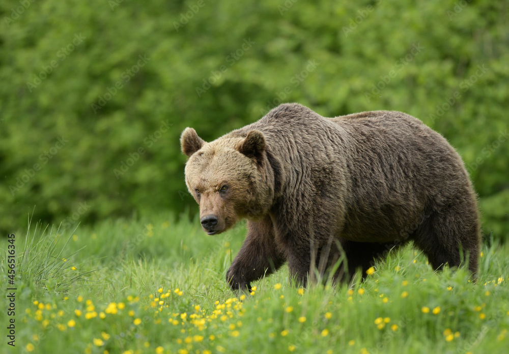 Fototapeta premium Wild brown bear ( Ursus arctos )