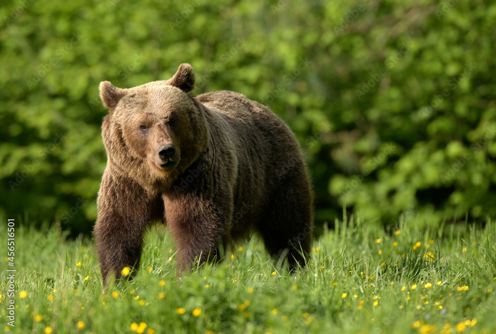 Fototapeta premium Wild brown bear ( Ursus arctos )