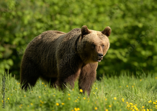 Wild brown bear ( Ursus arctos )