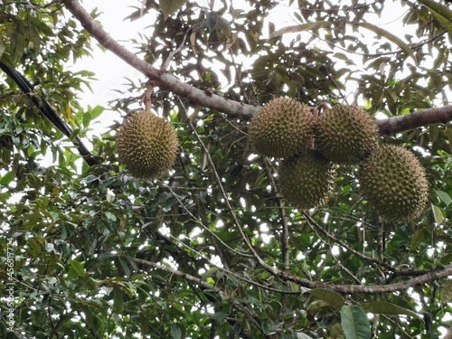 Durian fruit growth on the tree.