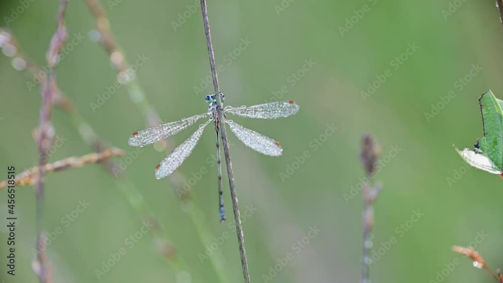 Dragonfly in the morning dew at the moor, common spreadwing male, summer, (lestes sponsa), lower saxony, germany Dragonfly in the morning dew at the moor, common spreadwing male, summer, (lestes sponsa), lower saxony, germany