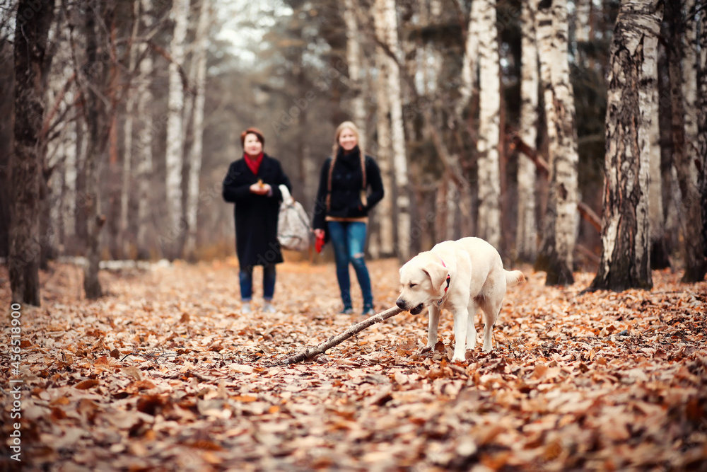 Young girl on a walk in the autumn Young girl on a walk in the autumn
