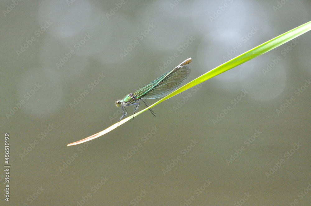 Calopteryx splendens Calopteryx splendens