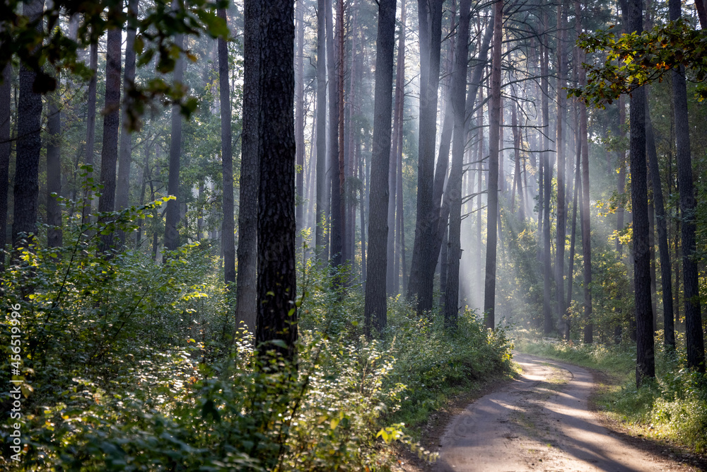Obraz premium Fresh early morning mist in the forest. Beautiful sunrise in the woods with a fog, green trees and bushes. Real is beautiful. 