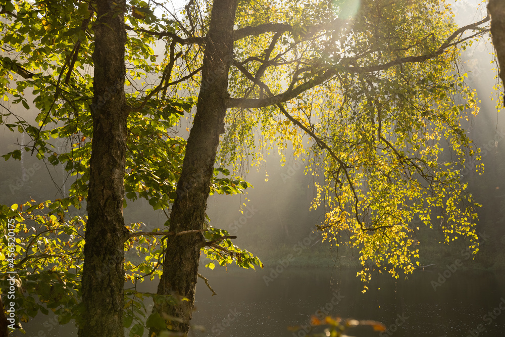 Obraz premium Fresh early morning mist in the forest. Beautiful sunrise in the woods with a fog, green trees and bushes. Real is beautiful. 