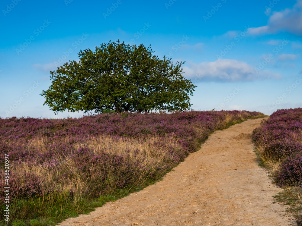 Path through blooming heather at sunrise, Path through blooming heather at sunrise,