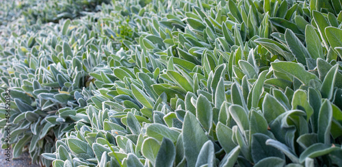 Salbei als Gartenpflanze - Kr  utergarten - Salvia officinalis -Salbei als Heilpflanze