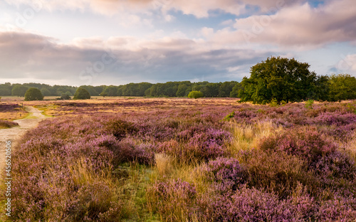 Blooming heather at sunrise at Blaricummerheide, Netherlands