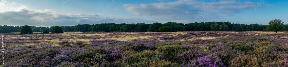 Panorama of heathland with trees early in the morning Panorama of heathland with trees early in the morning