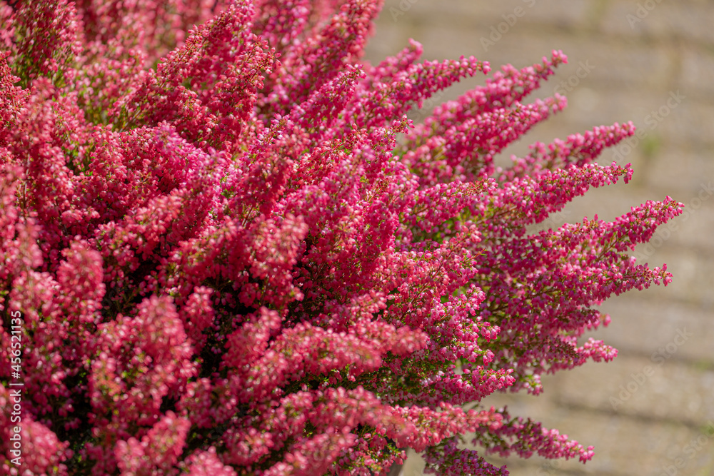 Selective focus bush of red pink flowers Calluna vulgaris (heath, ling or simply heather) is the sole species in the genus Calluna in the flowering plant family Ericaceae, Nature floral background.