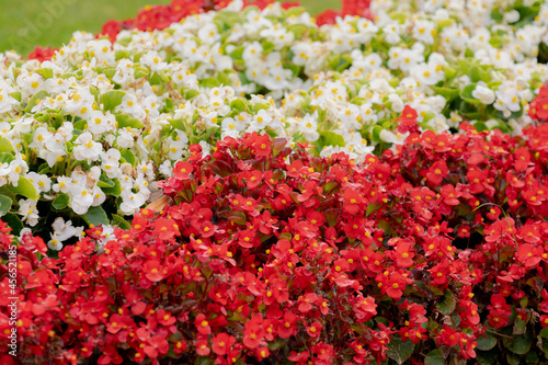 Selective focus of red and white flower Begonia semperflorens and green leaves in the garden  Begonia is a genus of perennial flowering plants in the family Begoniaceae  Nature floral background.
