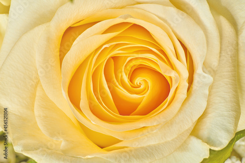 Close up view of beautiful yellow rose flower. Yellow rosebud. Bright flower nature background.