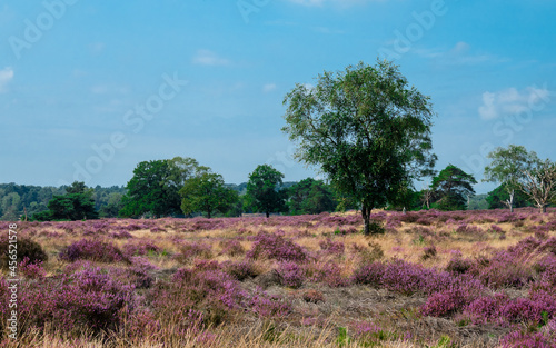 Heathland with trees early in the morning