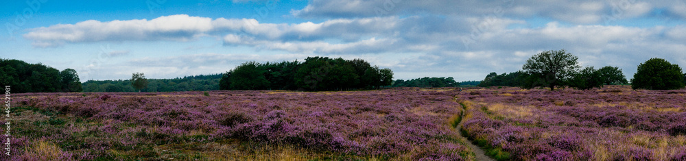 Panorama of heathland with trees early in the morning Panorama of heathland with trees early in the morning