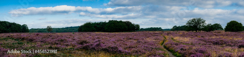 Panorama of heathland with trees early in the morning