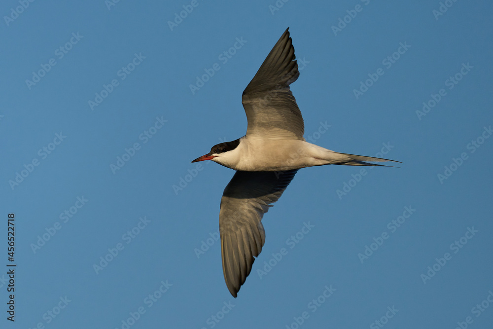 Obraz premium Common tern (Sterna hirundo)