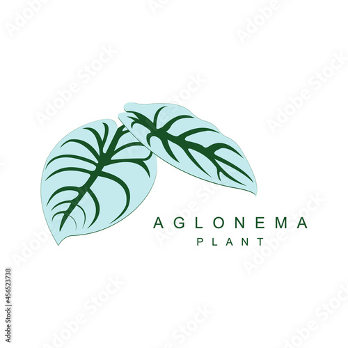 Aglonema white and dark green color