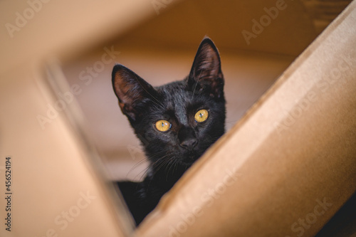 Fototapeta Naklejka Na Ścianę i Meble -  Young black cat looks at camera while hiding inside a cardboard box
